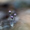 The first wildflower buds by spring season