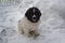 The first winter for a two months old Pyrenean Mastiff dog