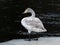 First winter whooper swan standing on ice by the river