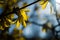 First yellow flowers of Forsythia closeup