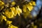 First yellow flowers of Forsythia closeup