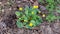 The first yellow spring flowers grow on the ground. Spring flowers in the garden