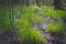 First young green grass in spring forest. Green meadow in spring