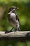 Fiscal Flycatcher sitting on a fence