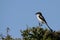 Fiscal Shrike Bird