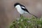 Fiscal Shrike Bird