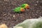 Fischer lovebird