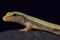 Fischer`s Dwarf Gecko, Lygodactylus fischeri