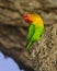 Fischer`s lovebird Agapornis fischeri