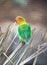 Fischer\'s Lovebird (Agapornis fischeri)