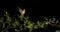 Fischer`s Lovebird, agapornis fischeri, Adult standing on Branch, taking off, in flight, slow motion