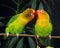 Fischer`s Lovebird, agapornis fischeri, Adults standing on Branch