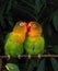 Fischer`s Lovebird, agapornis fischeri, Adults standing on Branch