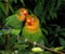 Fischer`s Lovebird, agapornis fischeri, Pair Grooming