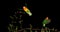 Fischer`s Lovebird, agapornis fischeri, Pair standing on Branch, taking off, in flight, slow motion