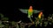 Fischer`s Lovebird, agapornis fischeri, Pair standing on Branch, taking off, in flight, slow motion