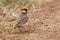 Fischer\'s Sparrow-Lark Male