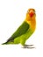 Fischeri lovebird