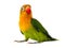 Fischeri lovebird