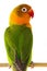 Fischeri lovebird parrot