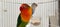 fischers lovebird agapornis fischeri in a cage with its mate close up view