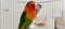 fischers lovebird agapornis fischeri in a cage with its mate close up view