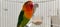 fischers lovebird agapornis fischeri in a cage with its mate close up view