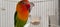 fischers lovebird agapornis fischeri in a cage with its mate close up view