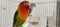 fischers lovebird agapornis fischeri in a cage with its mate close up view