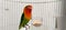 fischers lovebird agapornis fischeri in a cage with its mate close up view