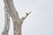 Fischers Lovebird - Agapornis fischeri small parrot bird, green back, chest and wings, necks are a golden yellow and upward it