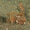 Fish - Ambon scorpionfish