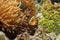Fish anemonefish hidden in sea anemone tentacles
