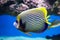 Fish angel Imperial, Emperor angelfish, on a blue background of the seabed. Marine life, exotic fish