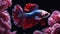 fish in the aquarium Close up art movement of Betta fish, Siamese fighting fish isolated on black background.