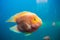 Fish aquarium. dangerous fish swiming in aquarium in oceanarium. Colorful aquarium tank filled with stones, seaweed