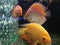 Fish; aquarium; goldfish; fish family