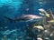 fish aquarium water saltwater exotic koi shark