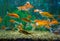 Fish aquatic ornament tank