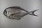 Fish. Atlantic pomfret