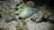 Fish on background of underwater sandy bottom in Red sea.