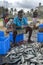 Fish being gutted on Negombo beach in Sri Lanka.