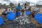 Fish being gutted on Negombo beach in Sri Lanka.