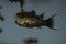 Fish Black Molly swimming in freshwater exotic aquarium.