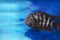 Fish with black stripes under water Cichlasoma nigrofasciatum. Selective focus