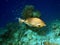 Fish : Bluespine Unicornfish