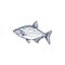 Fish bream, saltwater and freshwater animal