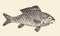Fish Bream Vintage Engraved Vector Illustration