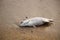Fish carcasses at Pattaya Beach,Thailand