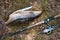 Fish caught by fly fishing tackle. Survival in hikes. Grayling. Wild conditions